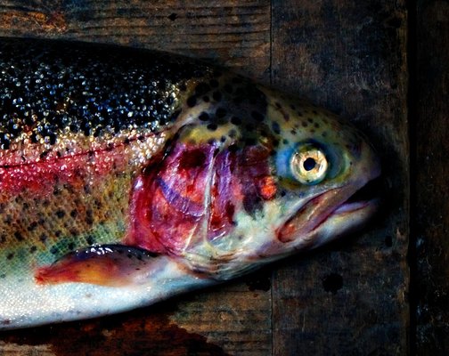 Ian Sanderson, Trout, Fine Art Print, 2009-OBQ-942763