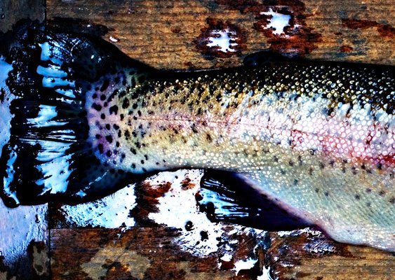 Ian Sanderson, Trout, Fine Art Print, 2009-OBQ-942763