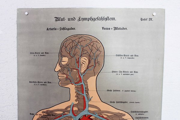 Illustration Anatomy Poster-BQF-1245379