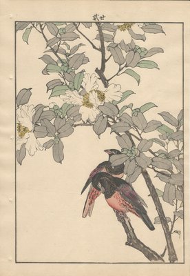 Imao Keinen, Alpine Accentors from Keinen Kacho Gafu, 1892, Woodblock Print-YWW-2035690