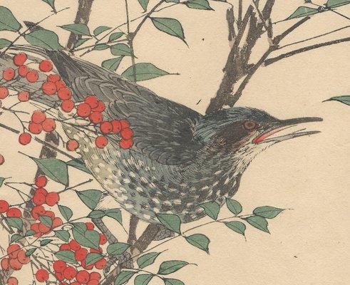 Imao Keinen, Brown-Eared Bulbul from Keinen Kacho Gafu, 1892, Woodblock Print-YWW-2035693