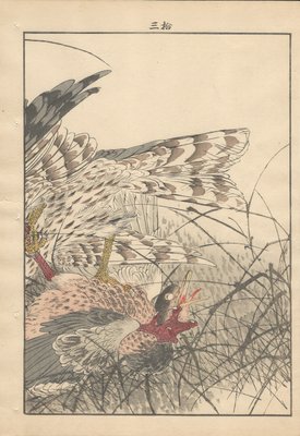 Imao Keinen, Double-Page Eurasian Goshawk Grabbing Eurasian Teal from Keinen Kacho Gafu, 1892, Woodblock Print-YWW-2035984