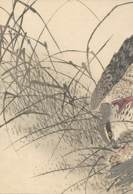 Imao Keinen, Double-Page Eurasian Goshawk Grabbing Eurasian Teal from Keinen Kacho Gafu, 1892, Woodblock Print-YWW-2035984