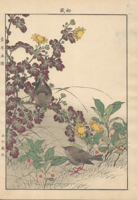 Imao Keinen, Eurasian Wren from Keinen Kacho Gafu, 1892, Woodblock Print-YWW-2035685