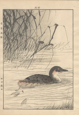 Imao Keinen, Little Grebe from Keinen Kacho Gafu, 1892, Woodblock Print-YWW-2035691