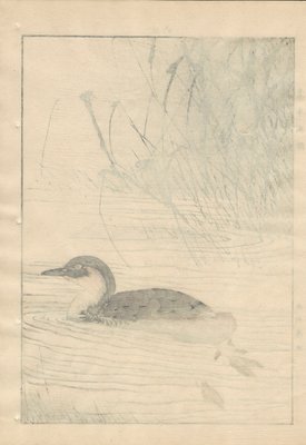 Imao Keinen, Little Grebe from Keinen Kacho Gafu, 1892, Woodblock Print-YWW-2035691