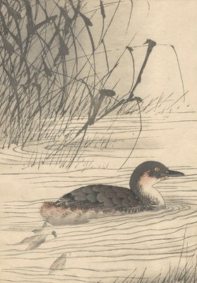 Imao Keinen, Little Grebe from Keinen Kacho Gafu, 1892, Woodblock Print-YWW-2035691