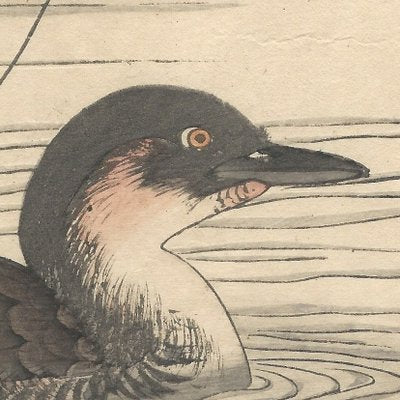 Imao Keinen, Little Grebe from Keinen Kacho Gafu, 1892, Woodblock Print-YWW-2035691