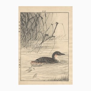 Imao Keinen, Little Grebe from Keinen Kacho Gafu, 1892, Woodblock Print-YWW-2035691