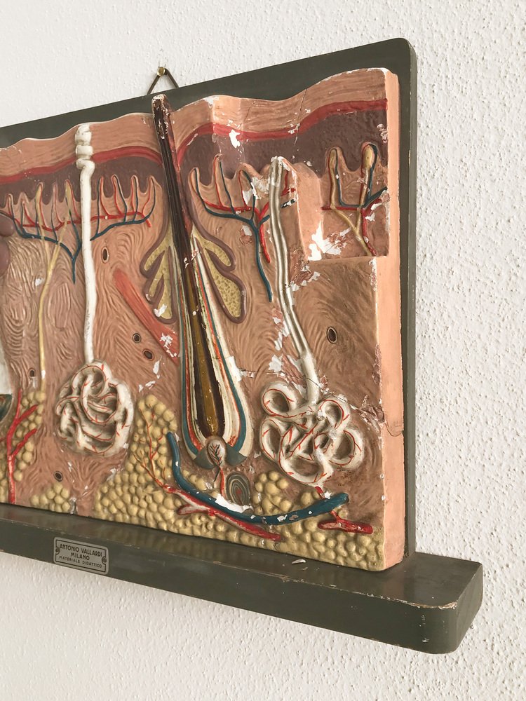 Italian Anatomical Panel, 1950s