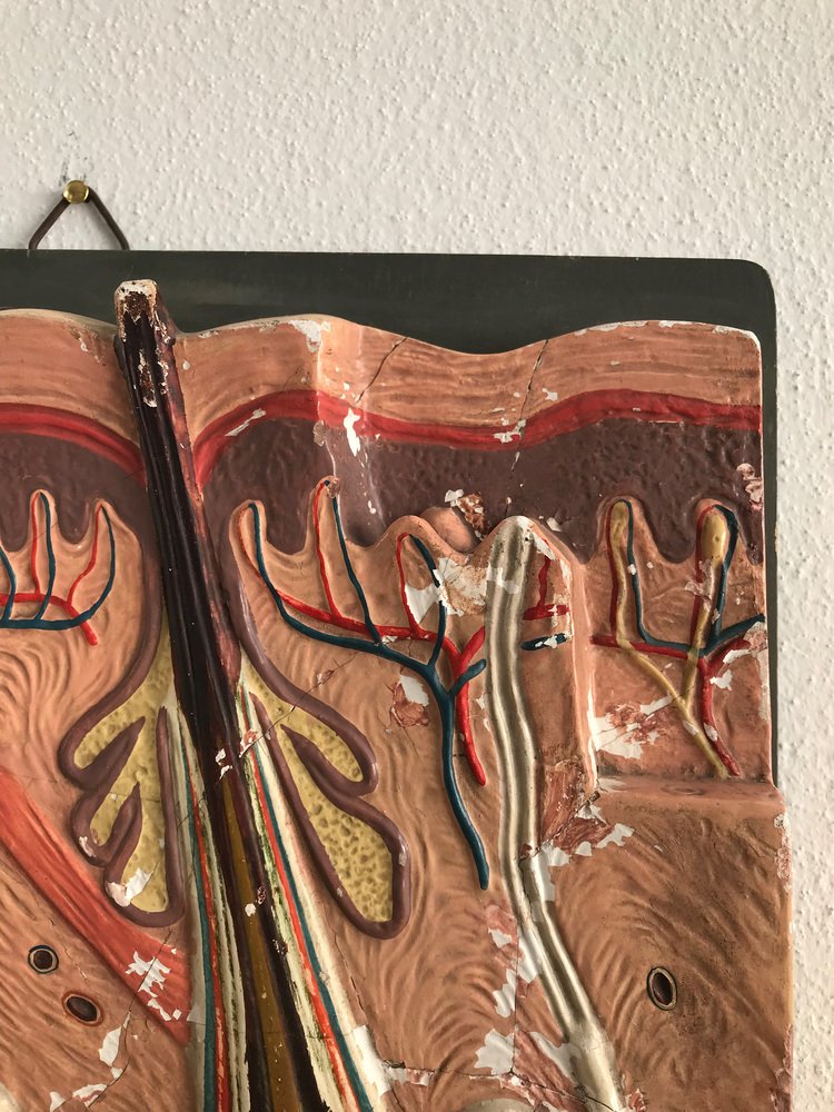 Italian Anatomical Panel, 1950s-CC-1541797