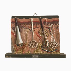 Italian Anatomical Panel, 1950s-CC-1541797