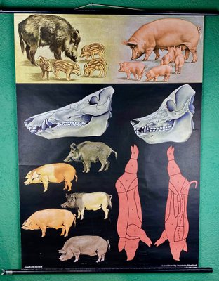 Jabali and Pork Poster, 1968-ROJ-1317602