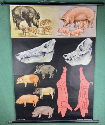 Jabali and Pork Poster, 1968-ROJ-1317602