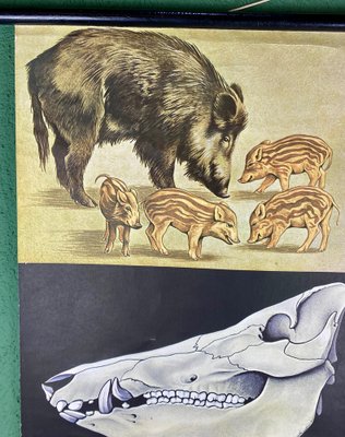 Jabali and Pork Poster, 1968-ROJ-1317602