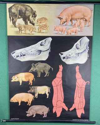 Jabali and Pork Poster, 1968-ROJ-1317602