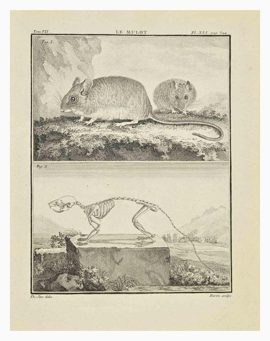 Jacques Baron, Le Mulot, Etching, 1771