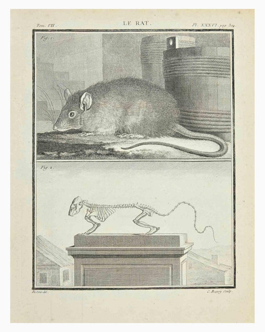 Jacques Baron, Le Rat, Etching, 1771