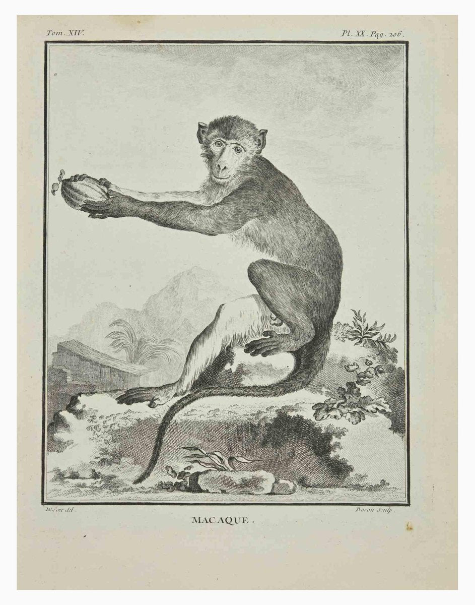 Jacques Baron, Macaque, Etching, 1771