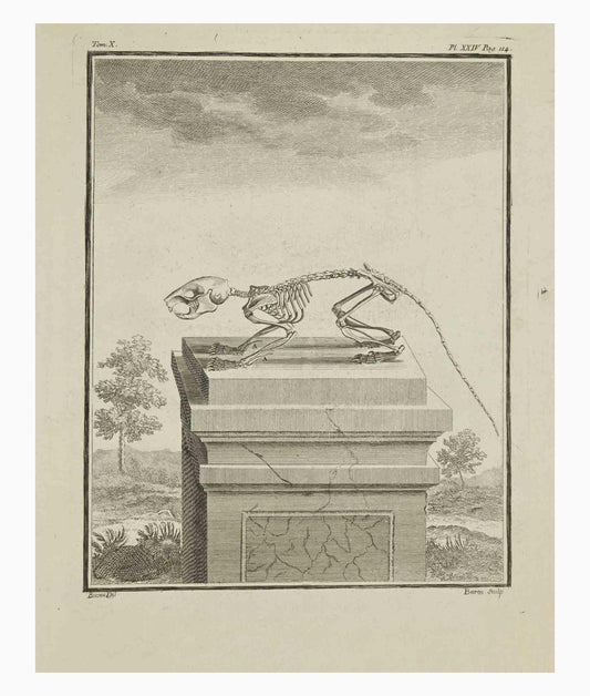 Jacques Baron, The Skeleton, Etching, 1771