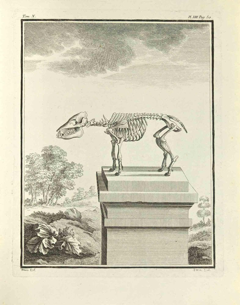 Jacques Baron, The Skeleton, Etching, 1771