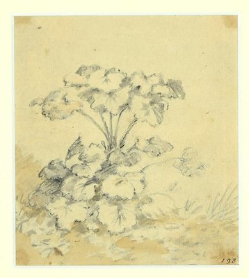 Jan Pieter Verdussen - Flowers - Original China Ink Drawing by Jan Pieter Verdussen - 1740