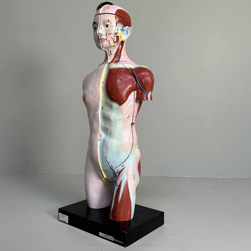 Japanese Anatomical Model Nakamura, 1970s