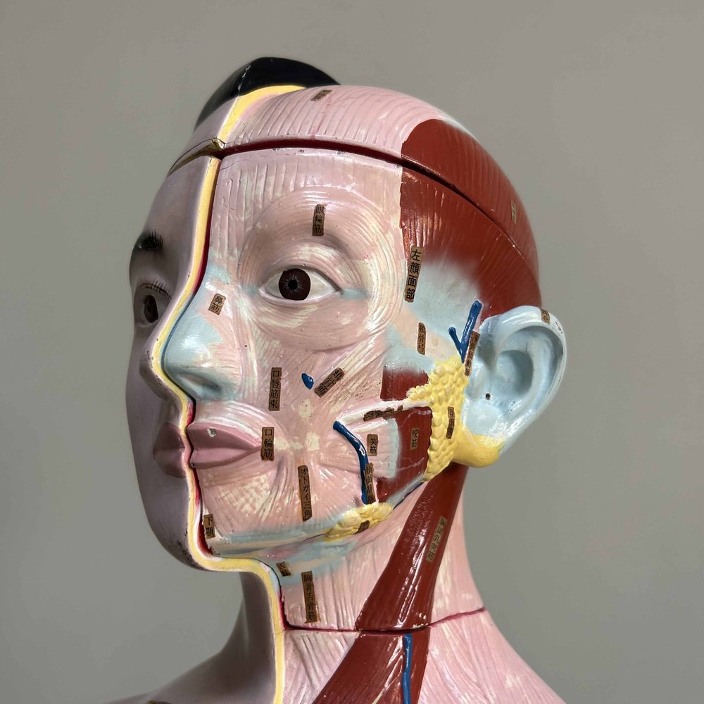 Japanese Anatomical Model Nakamura, 1970s