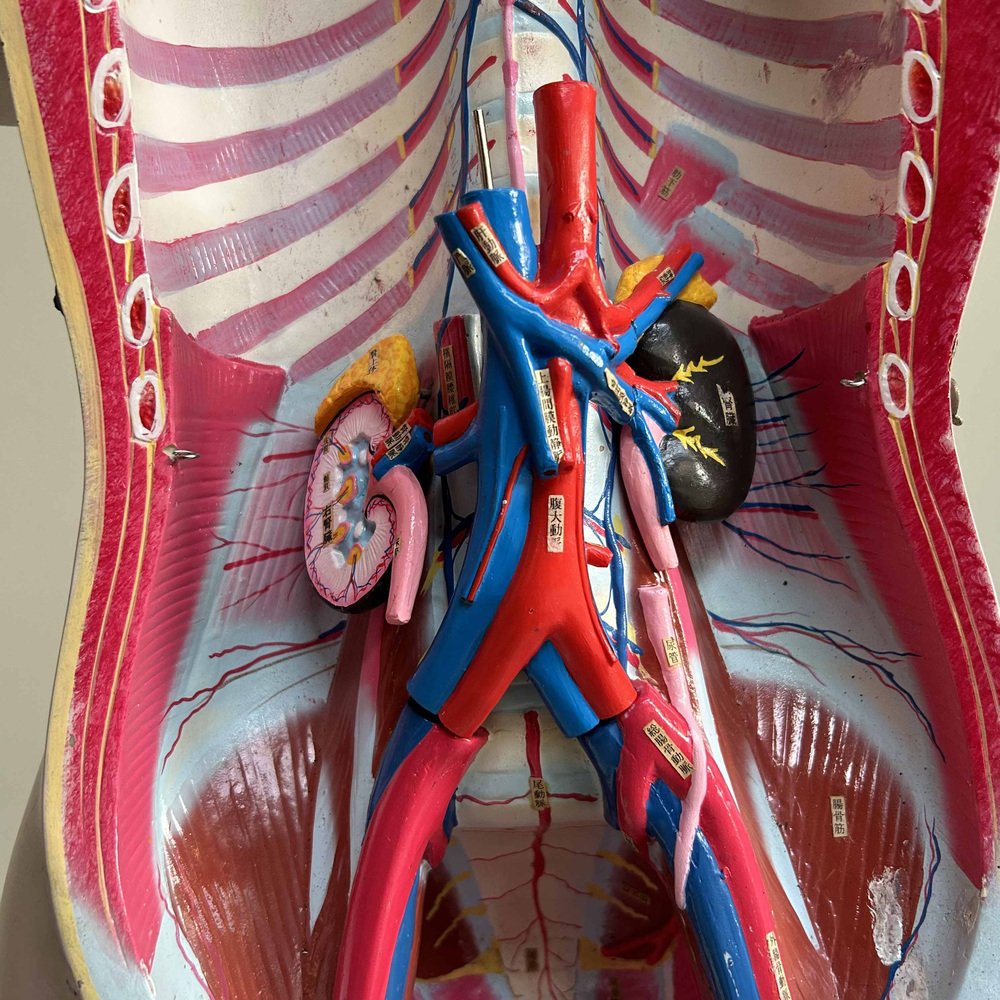 Japanese Anatomical Model Nakamura, 1970s