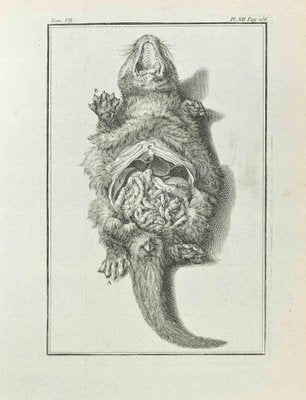 Jean Charles Baquoy, Anatomy of Animals, Etching, 1771-ZCI-2030126