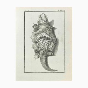 Jean Charles Baquoy, Anatomy of Animals, Etching, 1771-ZCI-2030126