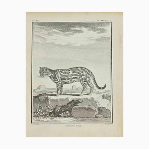 Jean Charles Baquoy, L'Ocelot, Etching, 1771-ZCI-2029815