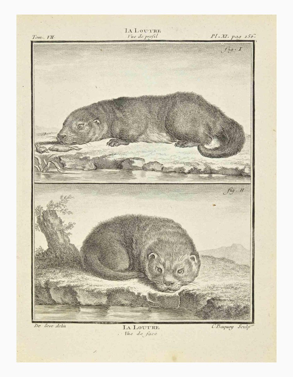 Jean Charles Baquoy, La Loutre, Etching, 1771