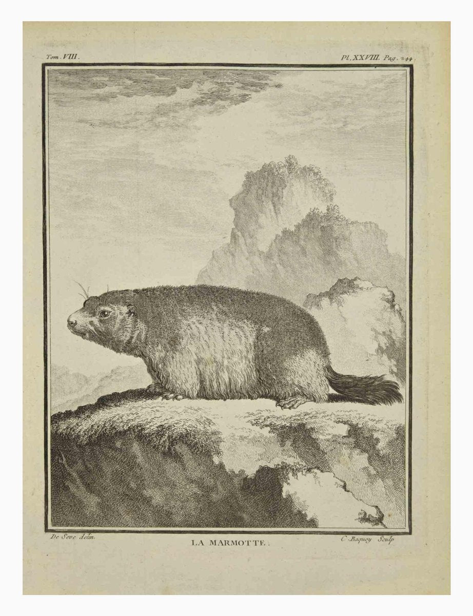 Jean Charles Baquoy, La Marmotte, Etching, 1771