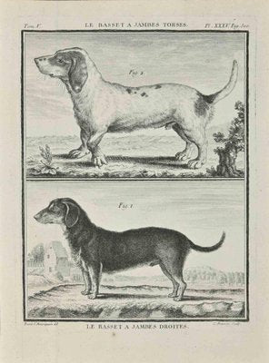 Jean Charles Baquoy, Le Basset A Jambes Droites, Etching, 1771-ZCI-2029858