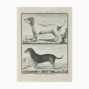 Jean Charles Baquoy, Le Basset A Jambes Droites, Etching, 1771-ZCI-2029858