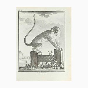 Jean Charles Baquoy, Le Callitriche, Etching, 1771-ZCI-2029908