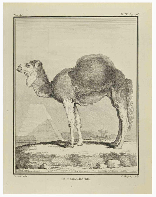 Jean Charles Baquoy, Le Dromadaire, Etching, 1771