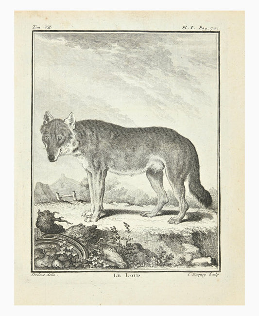 Jean Charles Baquoy, Le Loup, Etching, 1771