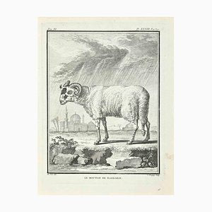 Jean Charles Baquoy, Le Mouton de Barbarie, Etching, 1771-ZCI-2029862