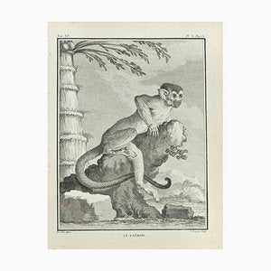 Jean Charles Baquoy, Le Saimiri, Etching, 1771-ZCI-2029916