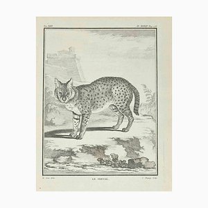 Jean Charles Baquoy, Le Serval, Etching, 1771-ZCI-2029913