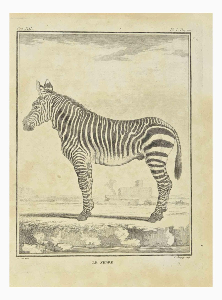 Jean Charles Baquoy, Zebra, Etching, 1771