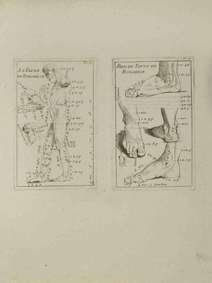 Jean François Poletnich, Anatomy Studies, Etching, 18th Century-ZCI-2029384