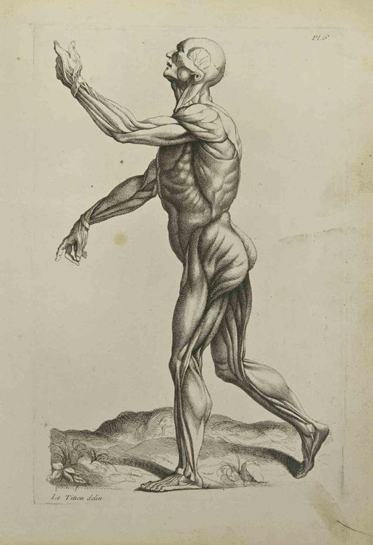 Jean François Poletnich, Anatomy Studies Muscles, Etching, 1755