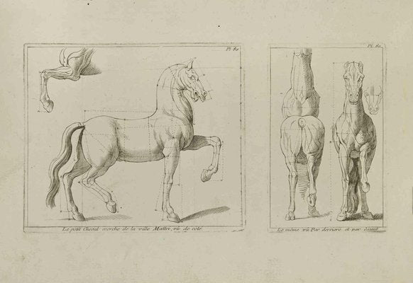 Jean François Poletnich, Study of Horse, Plate 80, Etching, 18th Century-ZCI-2029376