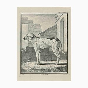 Jean Moitte, Le Braque, Etching, 1771-ZCI-2029856