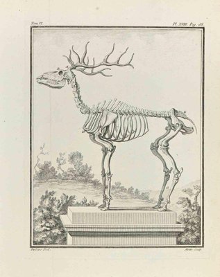 Jean Moitte, Skeleton, Etching, 1771-ZCI-2030094