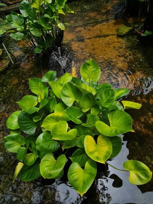 Jess Hon, Cluster of Peace Lily, 2021, Photographic Print-CHG-2036980