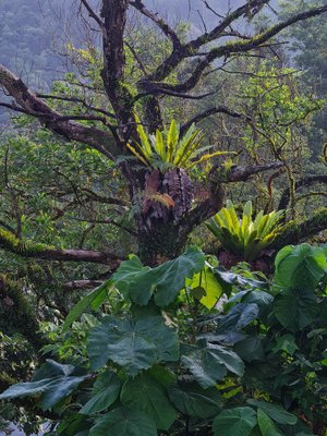 Jess Hon, Deep in the Jungle, 2022, Photograph-CHG-2030211